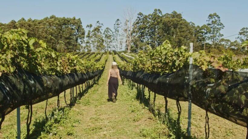 Rota do Vinho São Roque e Ibiúna