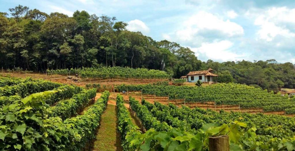 Rota do Vinho São Roque e Ibiúna